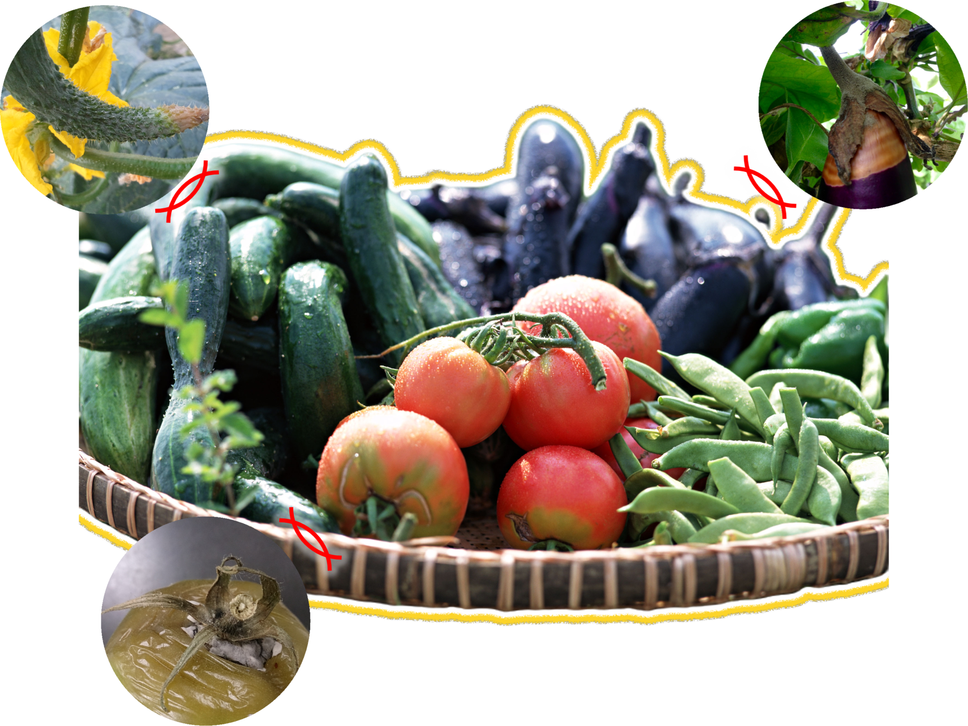 家庭菜園における植物の病気とその対策_イメージ図